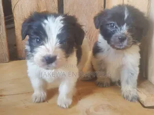 1-3 months Female Purebred Havanese