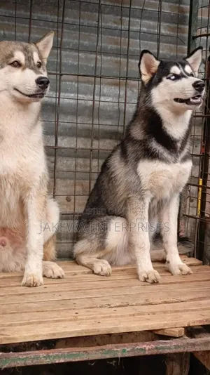 6-12 months Male Purebred Siberian Husky