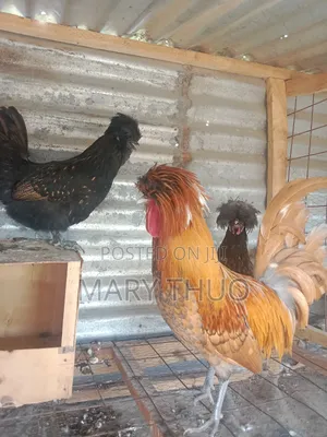 Polish Eggs