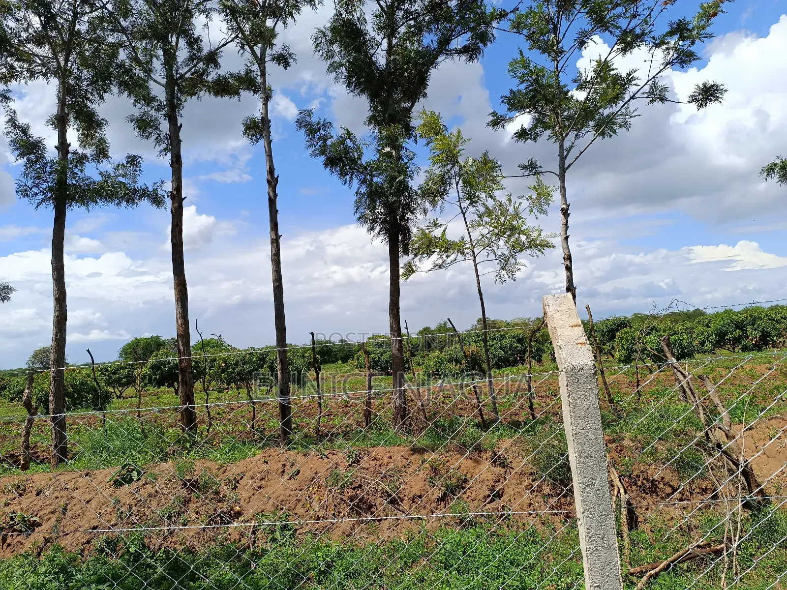 Joy Gardens