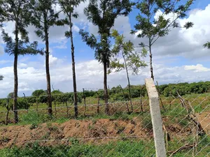 Joy Gardens