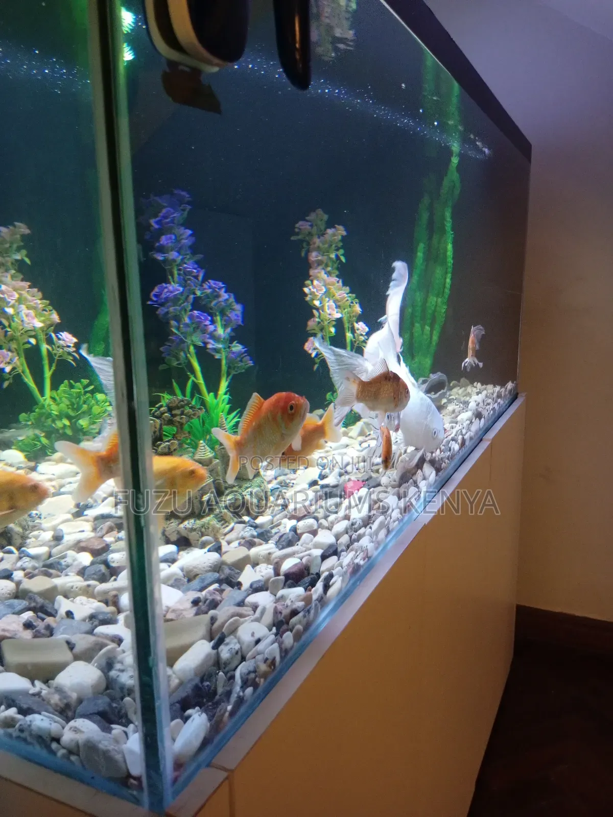 Lengthy Aquarium With Beautiful Fish and Deco