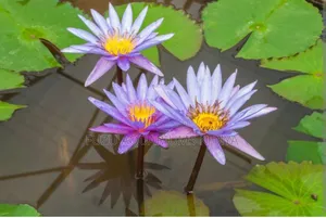 Aquarium Water Lilly or Pond Water Lilly