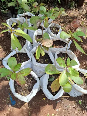 Almond Seedlings