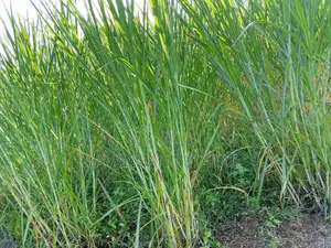 Super Hybrid Napier Grass-Pakchong - 500 Cuttings