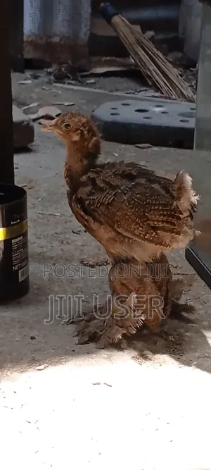 Brahma Chicks