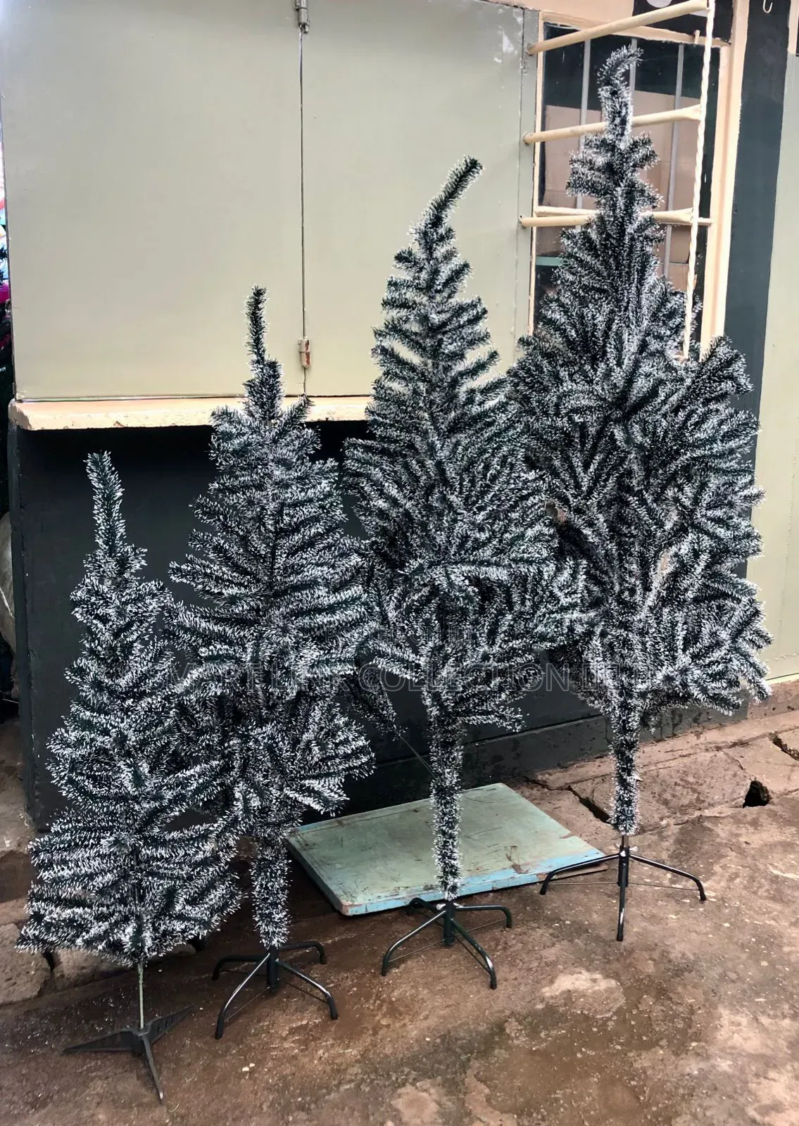 *Xmass Tree Cypress Green White*