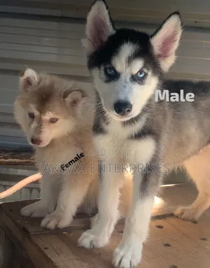 1-3 months Male Purebred Siberian Husky