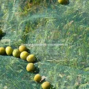 Ruralguard Bird Net – Designed for Rural and Urban Farming