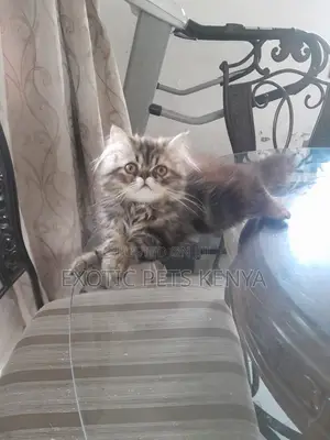 1-3 months Male Purebred Persian