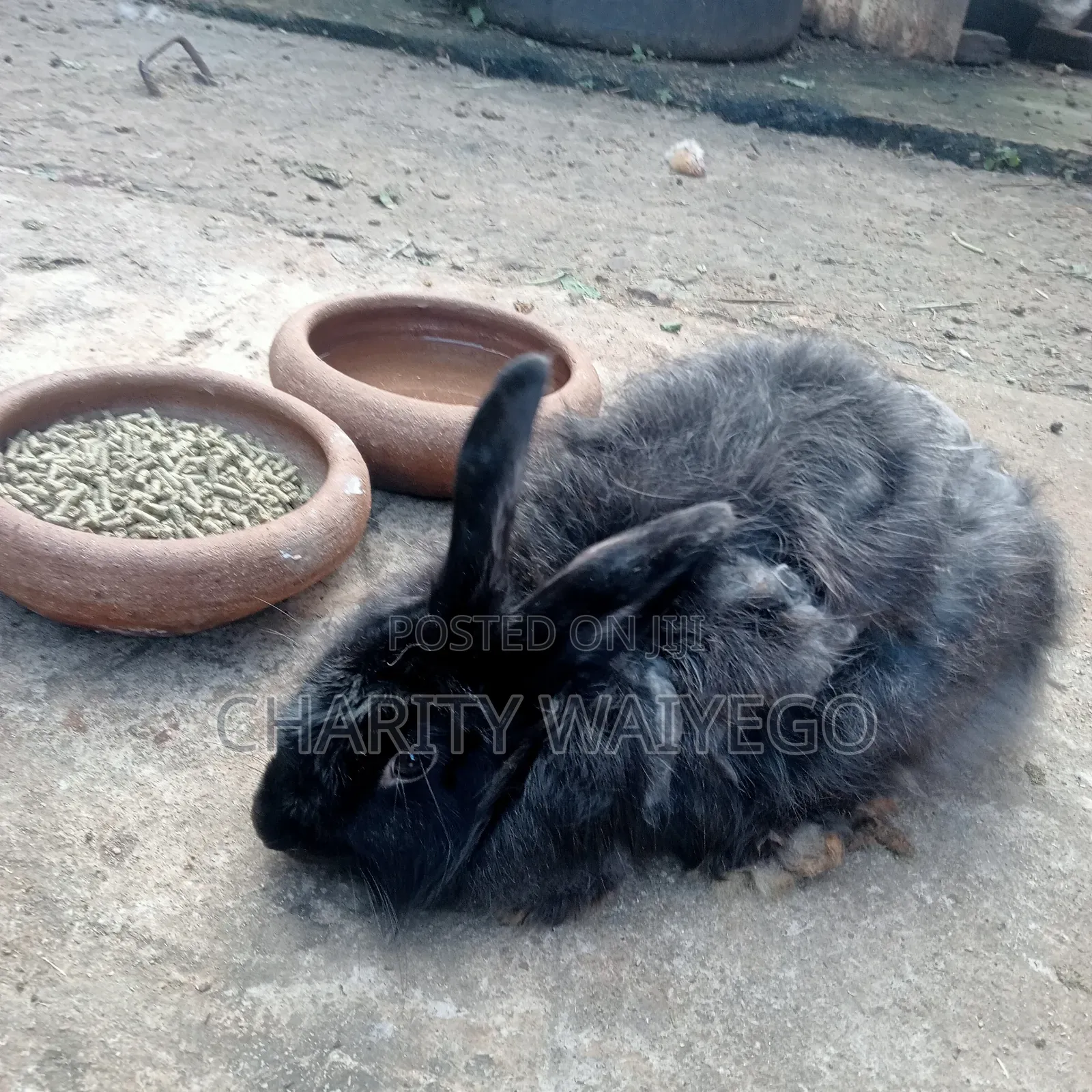 Quality Rabbits