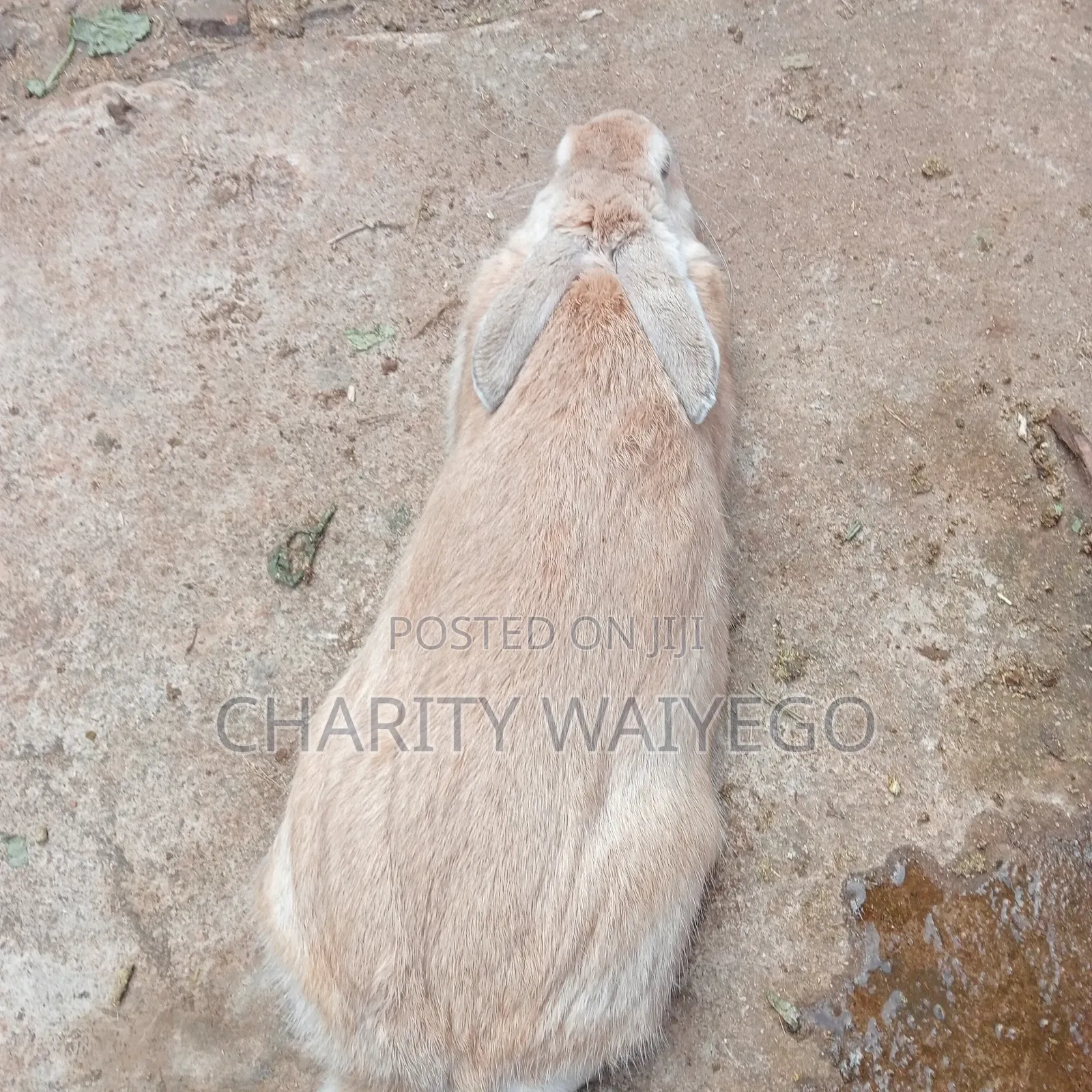 Quality Rabbits