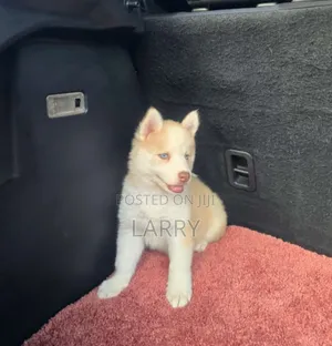 1-3 months Male Purebred Siberian Husky