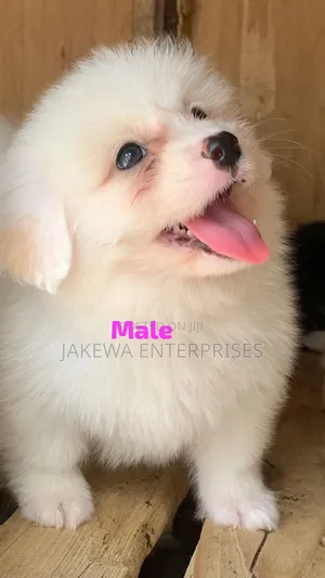 1-3 months Male Purebred Havanese