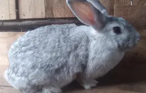 Chinchilla Mature Female Rabbits