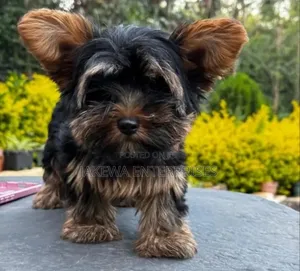 1-3 months Male Purebred Yorkshire Terrier