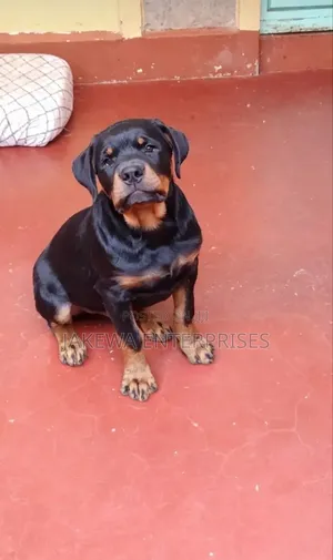 1-3 months Male Purebred Rottweiler