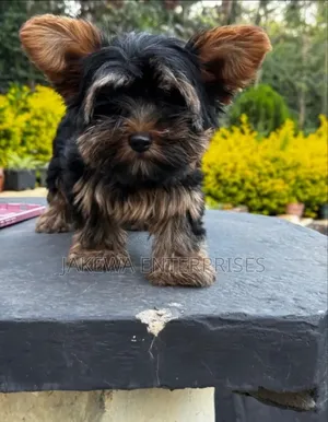 1-3 months Male Purebred Yorkshire Terrier
