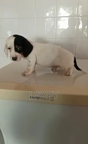 1+ year Female Purebred Basset Hound