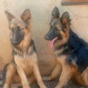 6-12 months Female Purebred German Shepherd