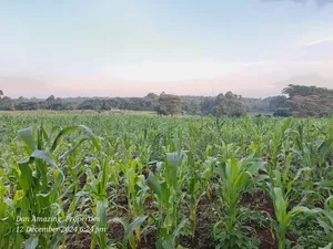 14 Acres Kerarapon Drive for Sale as Block 200mts FRM Tarmac