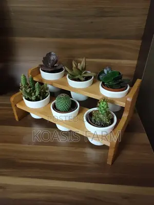 Six Pack Succulents and Cactus