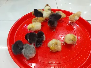 Chicken Feeder Tray