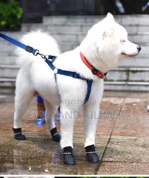 Dog Boots - Small