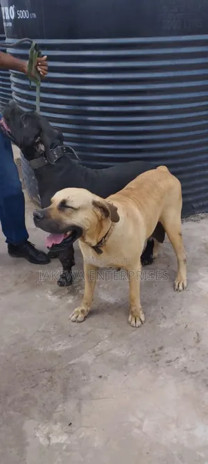 1+ year Female Purebred Boerboel