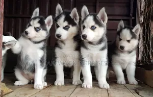 1-3 months Male Purebred Siberian Husky