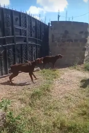 1+ year Male Purebred Doberman Pinscher