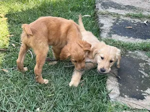 1-3 months Female Purebred Golden Retriever