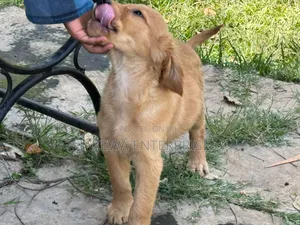 1-3 months Male Purebred Golden Retriever