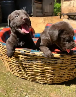 1-3 months Male Purebred Labrador Retriever
