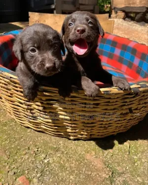 1-3 months Male Purebred Labrador Retriever