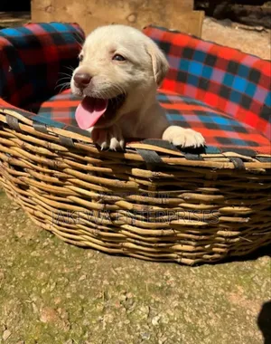1-3 months Male Purebred Labrador Retriever