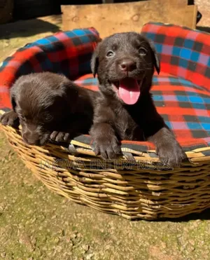 1-3 months Female Purebred Labrador Retriever