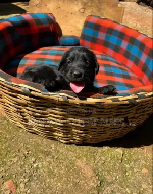 1-3 months Male Purebred Labrador Retriever