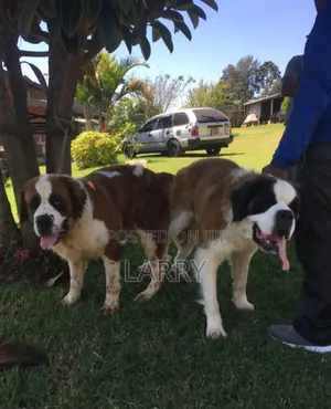 1-3 months Female Purebred Saint Bernard