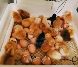56 Automatic Egg Incubator