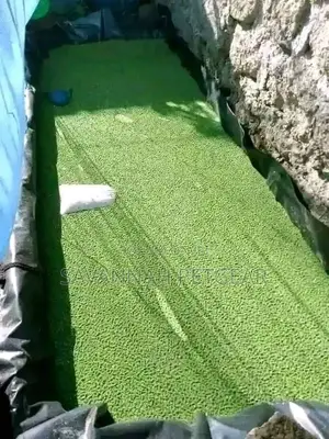 Azolla Aquatic Fodder - 3kg Starter Pack