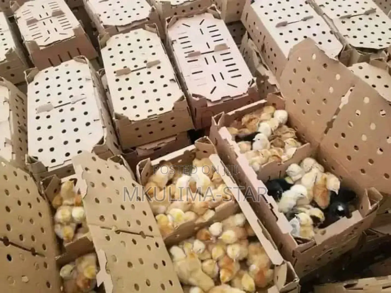 Improved Kienyeji Chicks