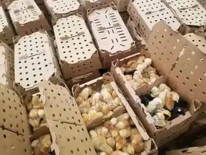 Improved Kienyeji Chicks