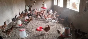 Animal Feeds.