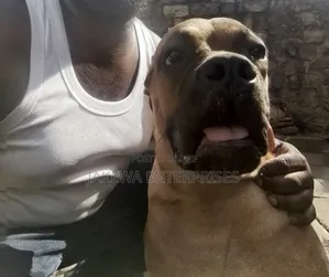 6-12 months Female Purebred Boerboel