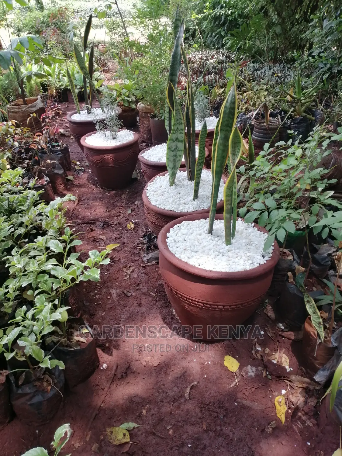 Clay Pots And Potted Plants