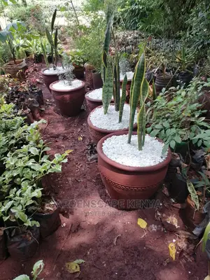 Clay Pots And Potted Plants