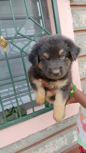 1-3 months Male Purebred German Shepherd