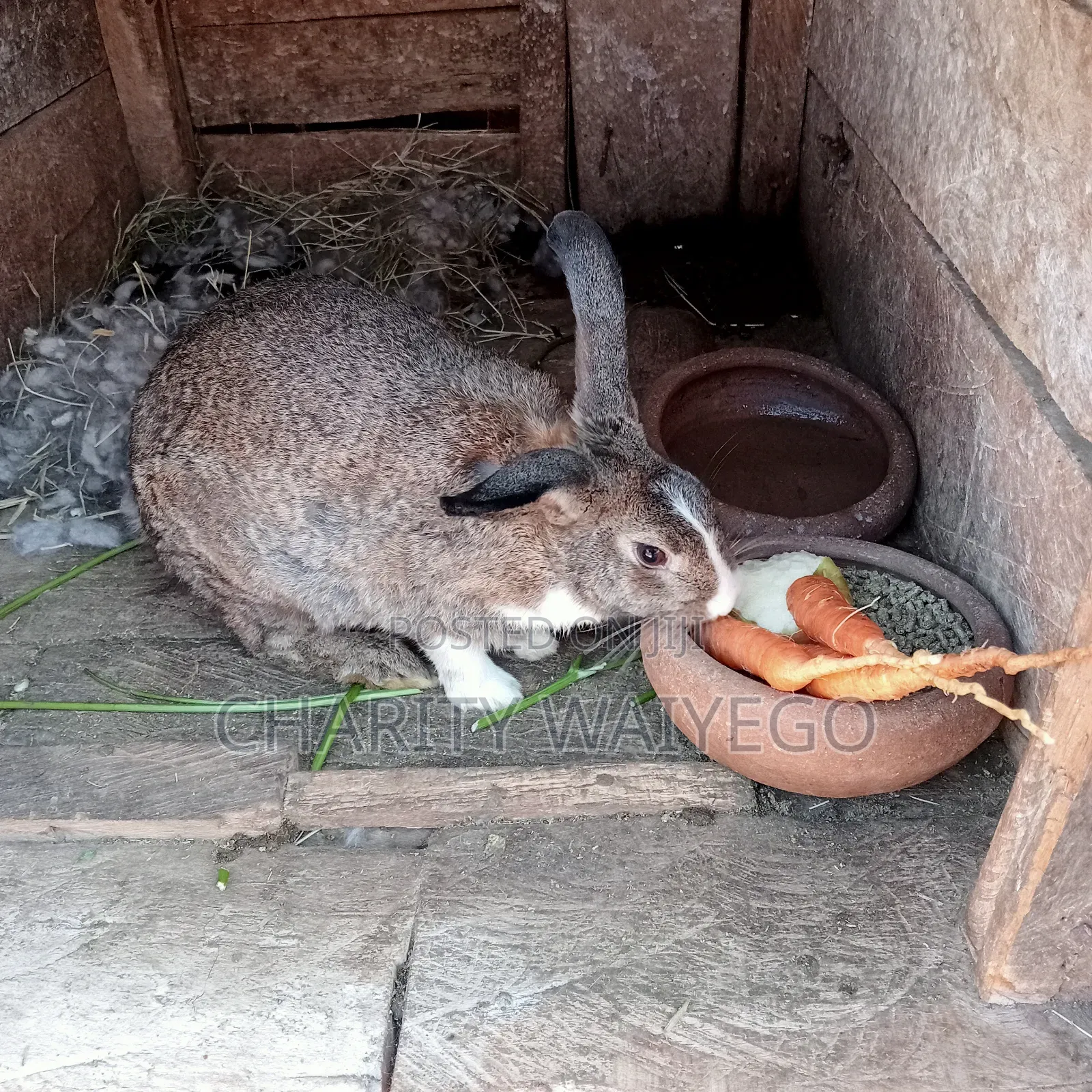 Quality Rabbits