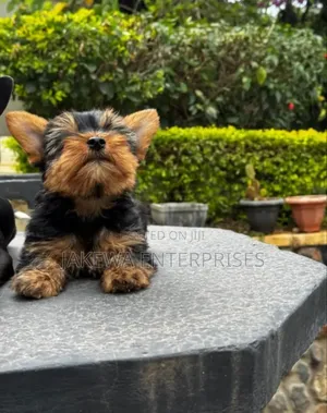 1-3 months Male Purebred Yorkshire Terrier